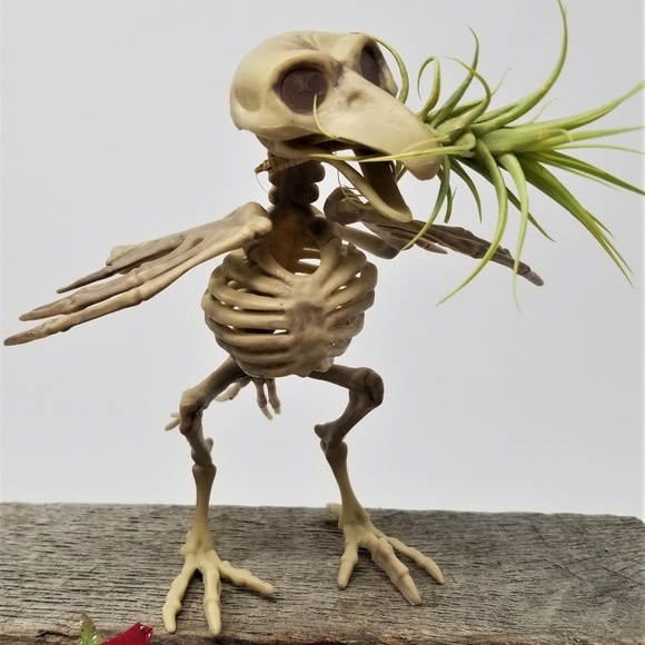 Home Grown Air Plant in a Skeleton Bird Super Cool - Picture 2 of 8